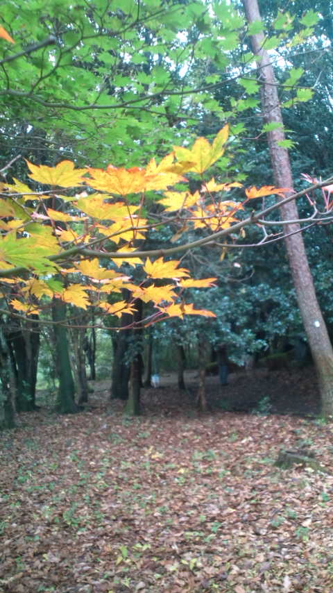 霧島&紅葉