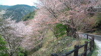 春ですね