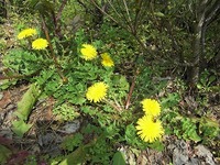 たんぽぽ★