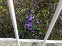 春を感じます～！