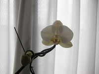 ☆開花☆