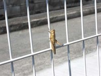 バッタ・・ばった・・・