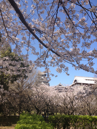 お城でお花見