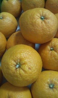 夏みかん