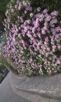 NHK文化センター