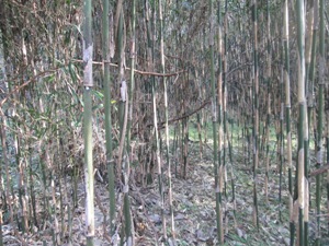 ガンプラ作りと放棄地再生は竹との戦い