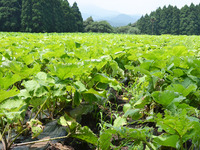 究極のごぼう茶に挑戦！！