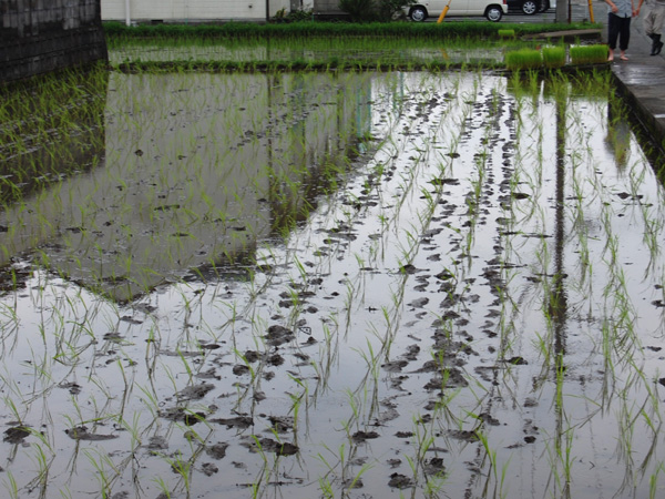 みんなで田植え