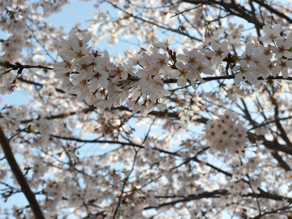 桜