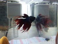 魚
