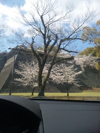 熊本城の桜