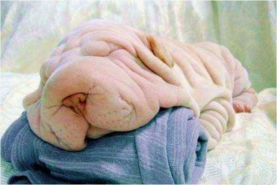 何犬(;一_一)