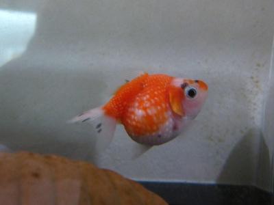 ピンポン後藤