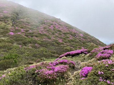 久住三俣山のミヤマキリシマ登山に行ってきました。