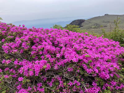 阿蘇高岳ミヤマキリシマ登山に行ってきました。