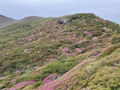 阿蘇高岳ミヤマキリシマ登山に行ってきました。