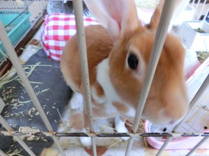 うさぎの ろくちゃん のお仕事 うさぎの ろくちゃん のお仕事