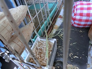 うさぎの ろくちゃん のお仕事 うさぎの ろくちゃん のお仕事