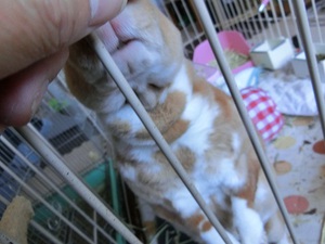 うさぎの ろくちゃん のお仕事 うさぎの ろくちゃん のお仕事