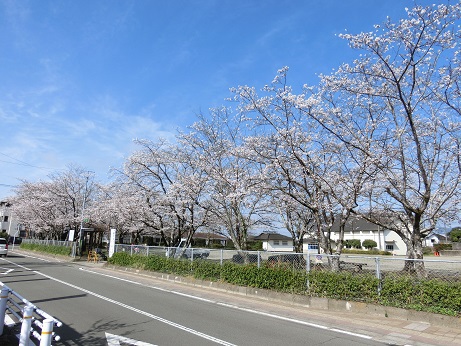 桜咲く 2018 桜咲く 2018