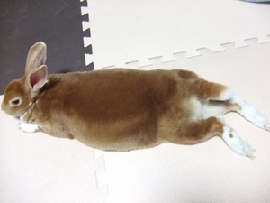 ハラハチ習慣 ハラハチ習慣