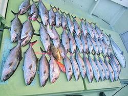 鯵曽根釣行 募集中