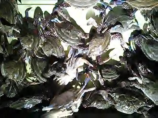 130708蟹