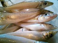 キス釣り募集 2014/07/17 12:04:42