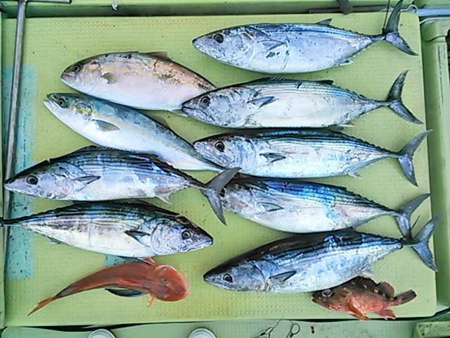 131230釣果