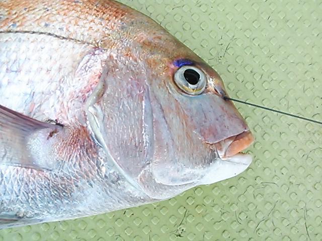 140201釣果