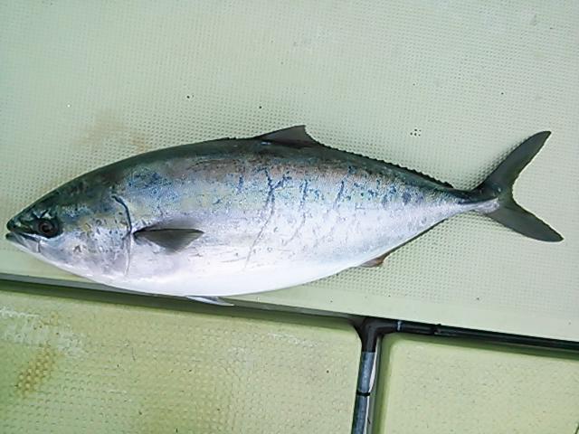 140403釣果 140403釣果