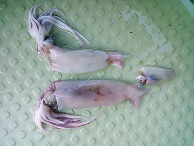 140503釣果 140503釣果