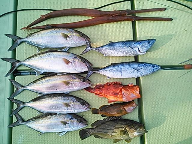 140528釣果 140528釣果