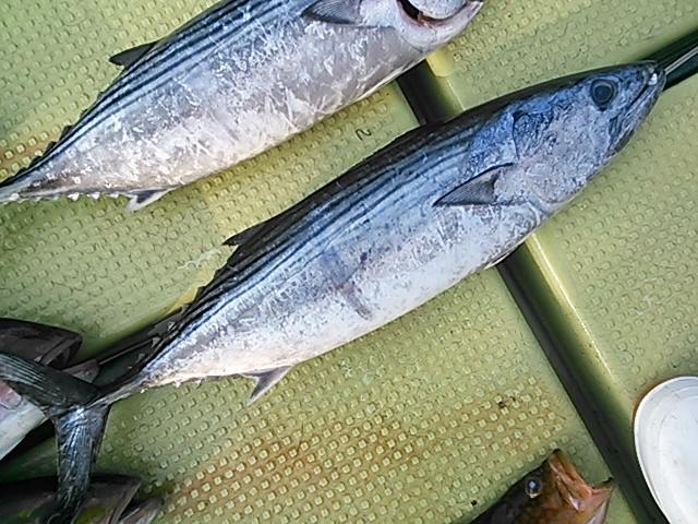 140528釣果 140528釣果