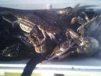 140616カニ第二戦 2014/06/17 16:55:32