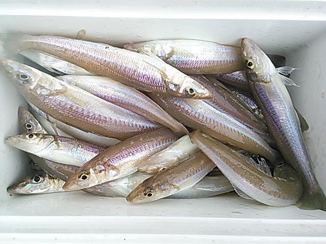 140623釣果 140623釣果