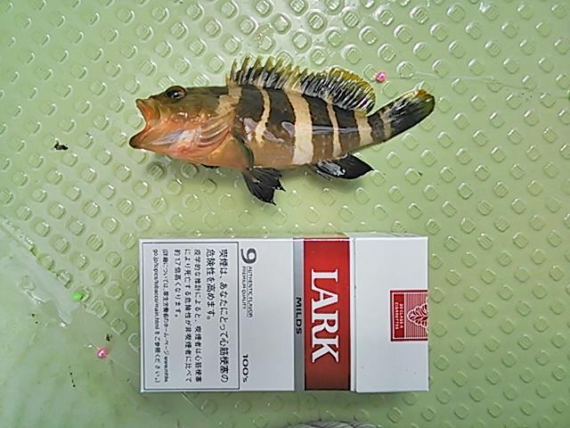140720釣果? 140720釣果?