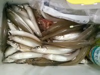 150524釣果 2015/05/24 12:33:08