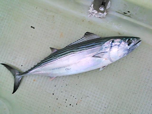 140906釣果 140906釣果