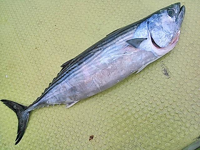 140824釣果 140824釣果
