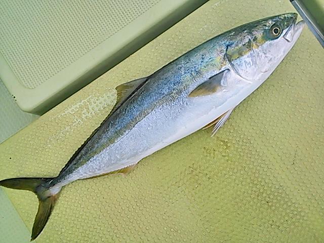 140824釣果 140824釣果