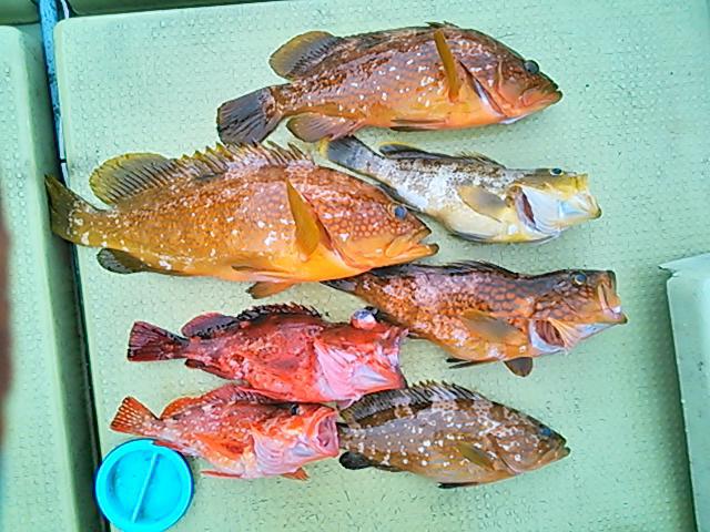 140906釣果 140906釣果