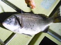 150418釣果 2015/04/19 19:31:19
