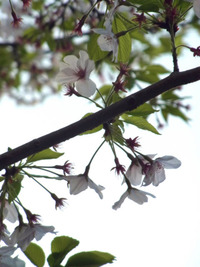 散りゆく桜