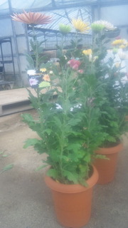 THE.菊