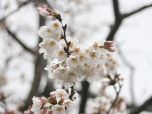 雨の桜も中々なもの