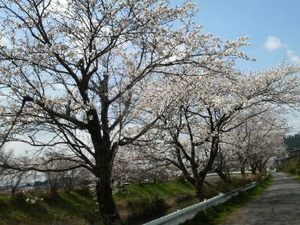 桜注意報・・・・急げ!!