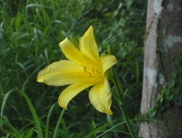 今朝の花「ゆうすげ」