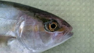 今日の魚達