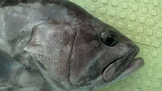 今日の魚達